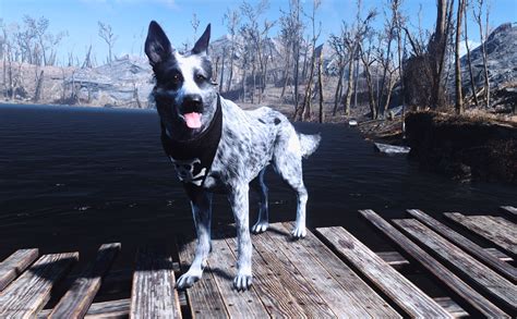 fallout 4 how to call dog|fallout 4 rename dogmeat.